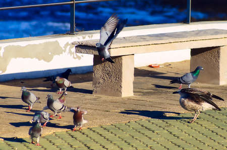 Pigeons and seagulls on the sidewalk competing for some crumbs
