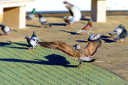 Pigeons and seagulls on the sidewalk competing for some crumbs