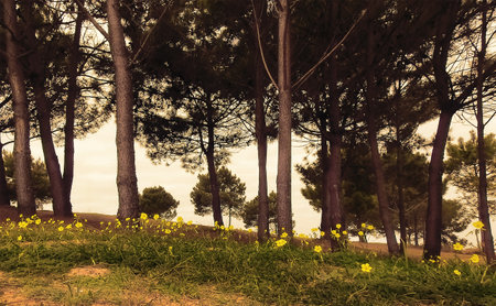 View with pines and daffodils on a cloudy dayの写真素材