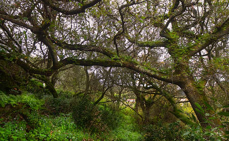 Forest with twisted trees with branches full of mossの写真素材