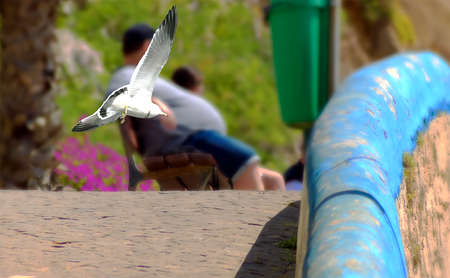 A seagull in flight on an alley with people in the background