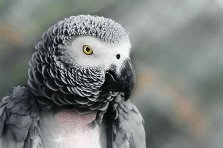 Profile of a parrot on a blurred background