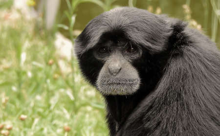 A black monkey with a sad face in a zoo