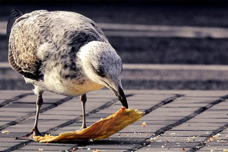 A kingfisher feeding on some crumbs on a sidewalkの写真素材