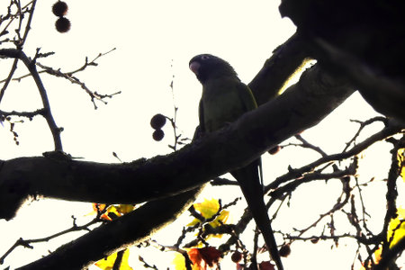 A parrot on a tree branch in the park