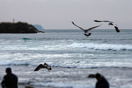 Seagulls on the Portuguese Atlantic coastの写真素材