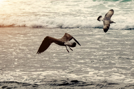 Seagulls on the Portuguese Atlantic coastの写真素材