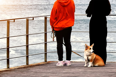 Two tourists and a dog on the beach looking at the oceanの写真素材