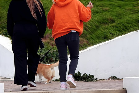 Two friends walking the dogの写真素材
