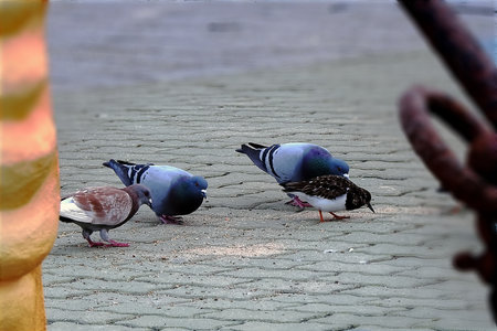A group of pigeons feedingの写真素材