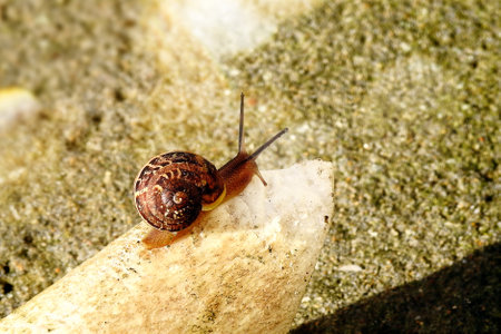 A snail on a stone on the asphaltの写真素材