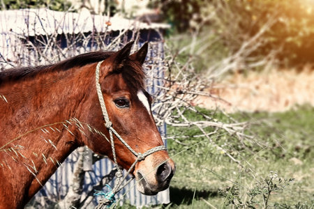 Portrait of a horse grazing near the houseの写真素材