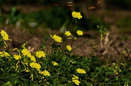 Yellow flowers in the field in the foregroundの写真素材