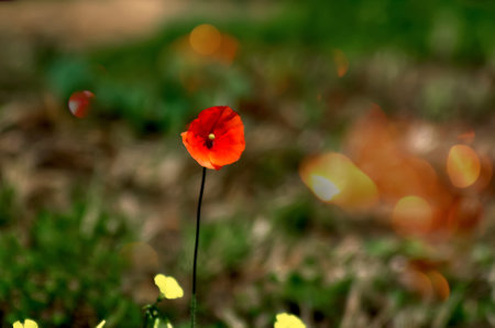 A lonely poppy in the field in the foregroundの写真素材