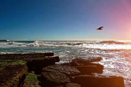 Seagulls flying over the ocean at sunsetの写真素材