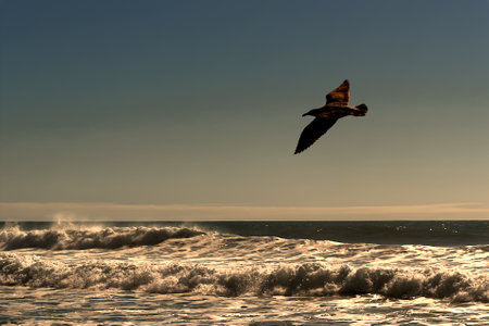 Seagulls flying over the ocean at sunsetの写真素材