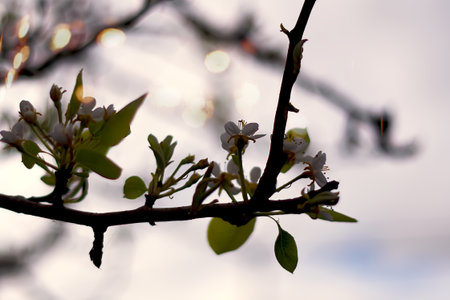 A blossoming tree branch in early springの写真素材