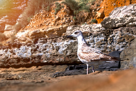 A kingfisher on the rock watching intentlyの写真素材