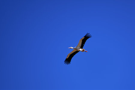 A stork in flight on a clear sky