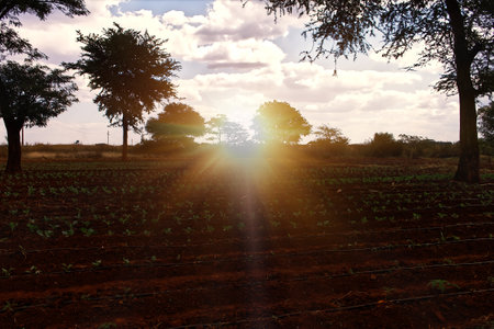 African rural landscape at sunset