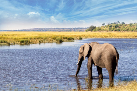 Elephants on the edge of a river in an African savannahの写真素材