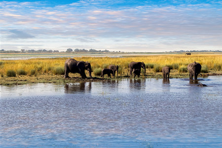 Elephants on the edge of a river in an African savannahの写真素材