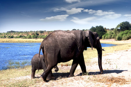 Elephants on the edge of a river in an African savannahの写真素材