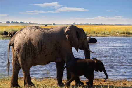 Elephants on the edge of a river in an African savannahの写真素材