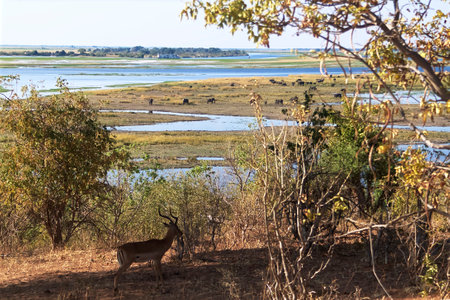 Landscape of an African savannah with free animals