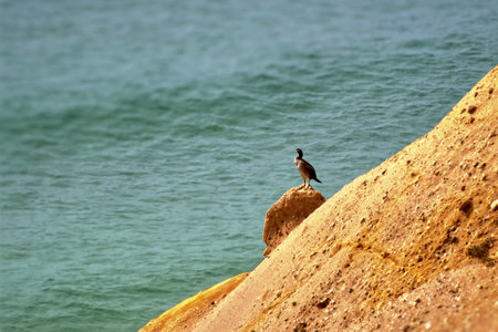 Birds on a rock in the oceanの写真素材