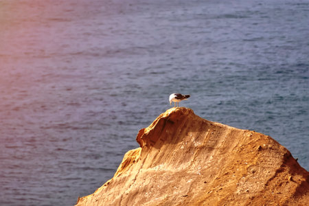 Birds on a rock in the ocean