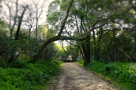 Pathway through the green forest with big trees and green leaves.