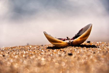 Shells on the beach with shallow depth of field and blurred background