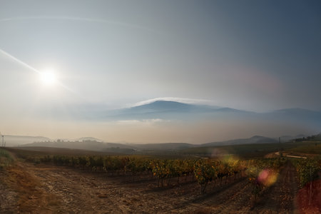 Landscape of vineyards in the morning in the light of the sunの写真素材