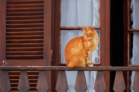 Cute ginger cat sitting on a window chair and looking out.の写真素材