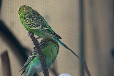 Green Budgerigar sitting on a branch.の写真素材