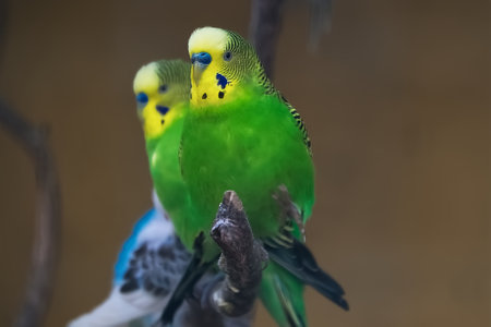 Budgerigar parakeets sitting on a branch.