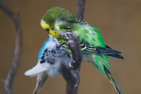 green and blue budgerigar parrot sitting on a branch