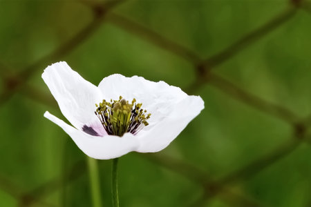 White poppy flower on a background of green grass. Close-upの写真素材