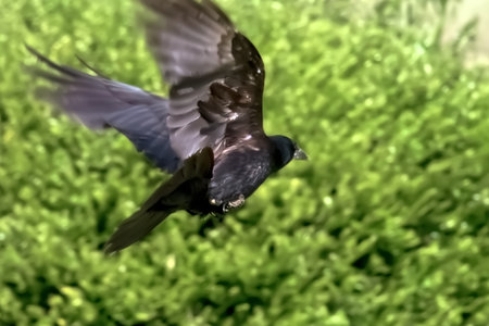 Raven flying over green background. Closeup of black bird in flight.の写真素材