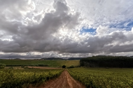 Storm clouds over a vineyard in Torres Vedras, Portugal.の写真素材