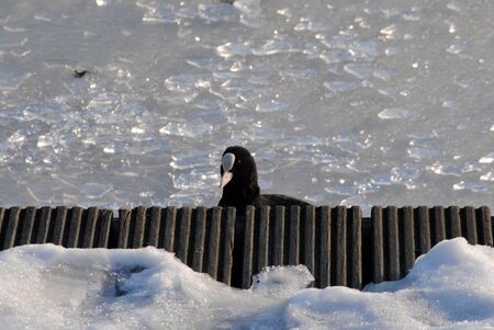 Coot hiding under woodの写真素材
