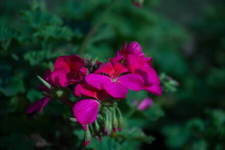 Closeup Bueautiful red violet bloom in the wild field