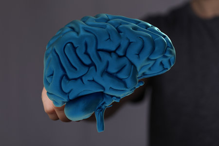 Human Brain: Anatomy, Structure, and Functionの写真素材