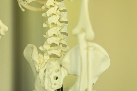 Human Lumbar Spine and Pelvis Anatomy Modelの写真素材