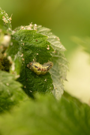 Close-up of a Small Caterpillar on a Leaf