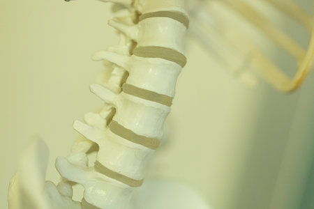Human Spine Anatomy: Close-up of Lumbar Vertebrae