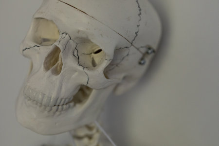 Detailed Human Skull Model Anatomy Study