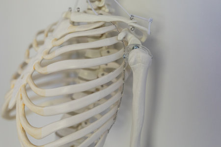Human Skeleton Shoulder Joint Anatomy Modelの写真素材