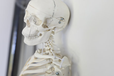Human Skull and Upper Spine Anatomy Model